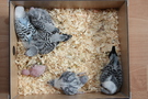 130921 --- R29, R30, R31, R32, R33 och R34